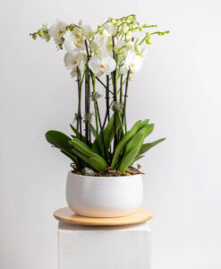 Regalar Centro de Orquídeas en Guadalajara